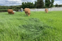 dooleys-agri1